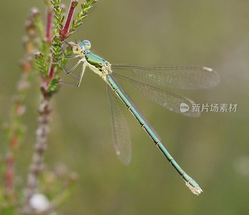 小翡翠豆娘(Lestes virens)雌